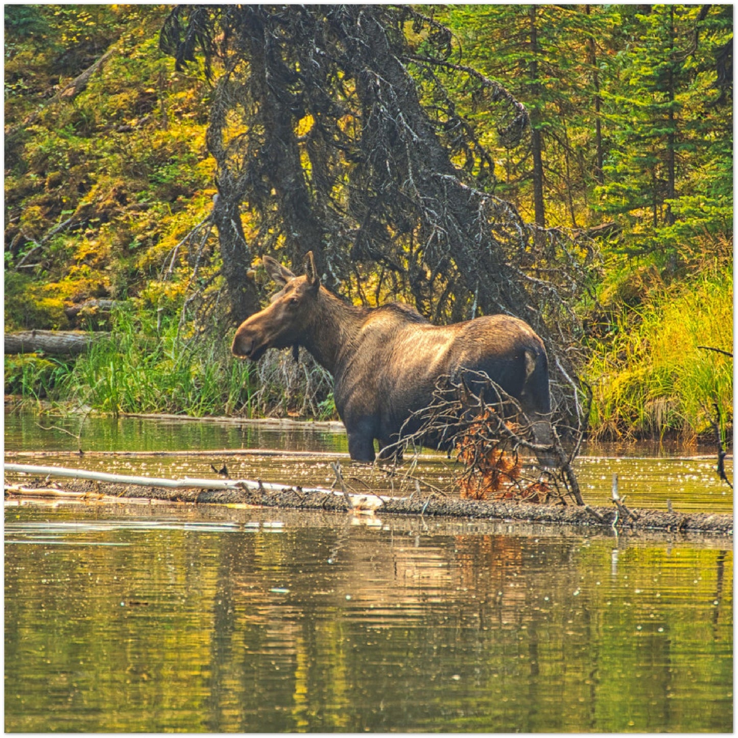 Premium Semi-Glossy Poster Print - Moose Lake Moose