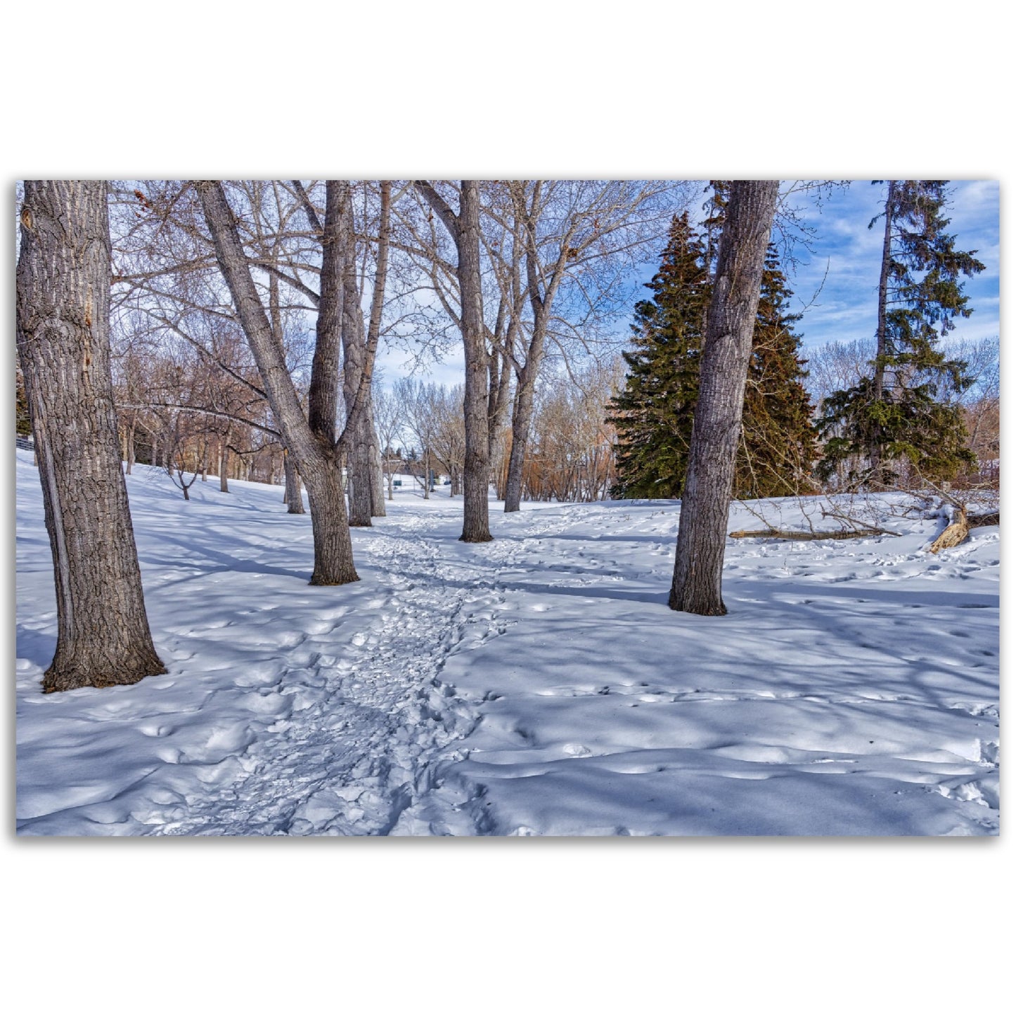 Foam Print - Confederation Park Winter HDR