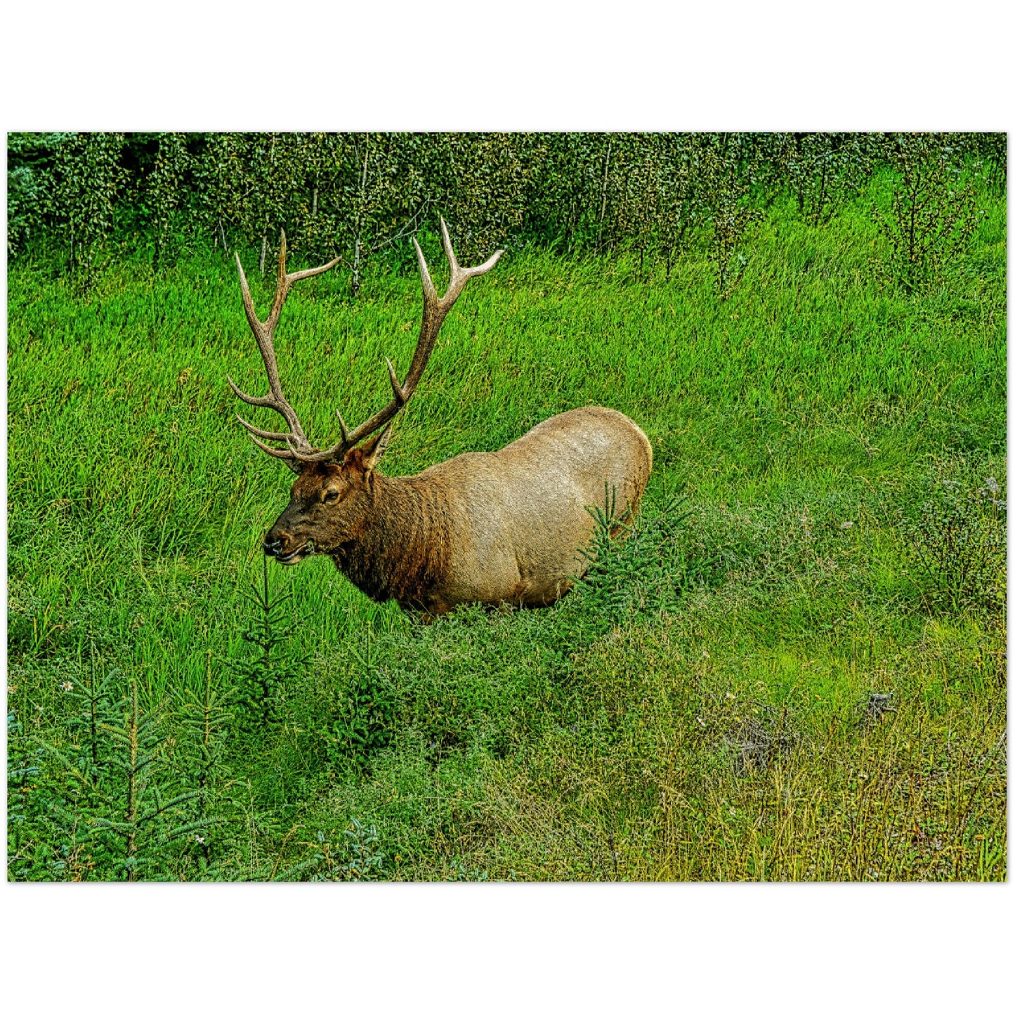 Wood Prints - Jasper National Park Elk