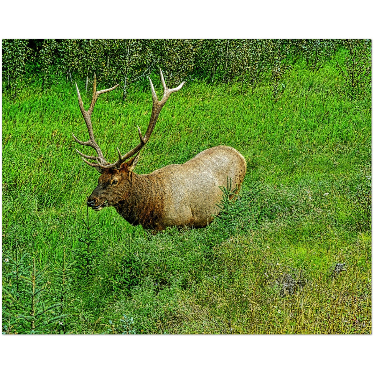 Premium Semi-Glossy Poster Print - Jasper National Park Elk