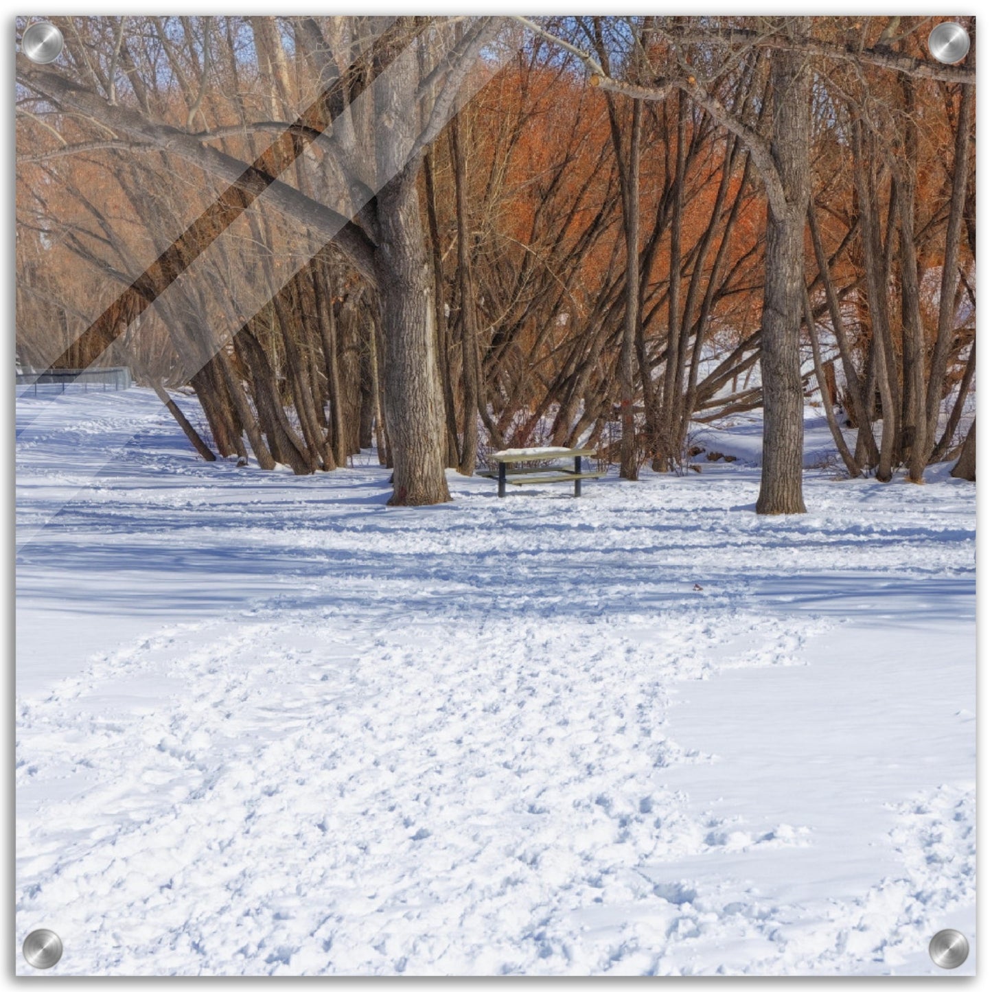Acrylic Print - Confederation Park Winter