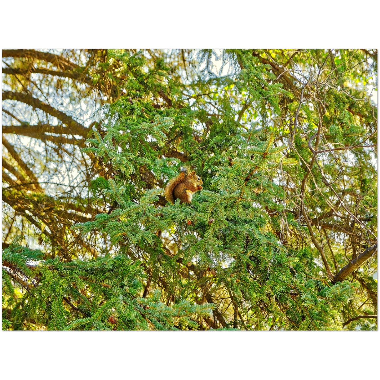 Premium Semi-Glossy Poster Print - Jasper National Park Squirrel