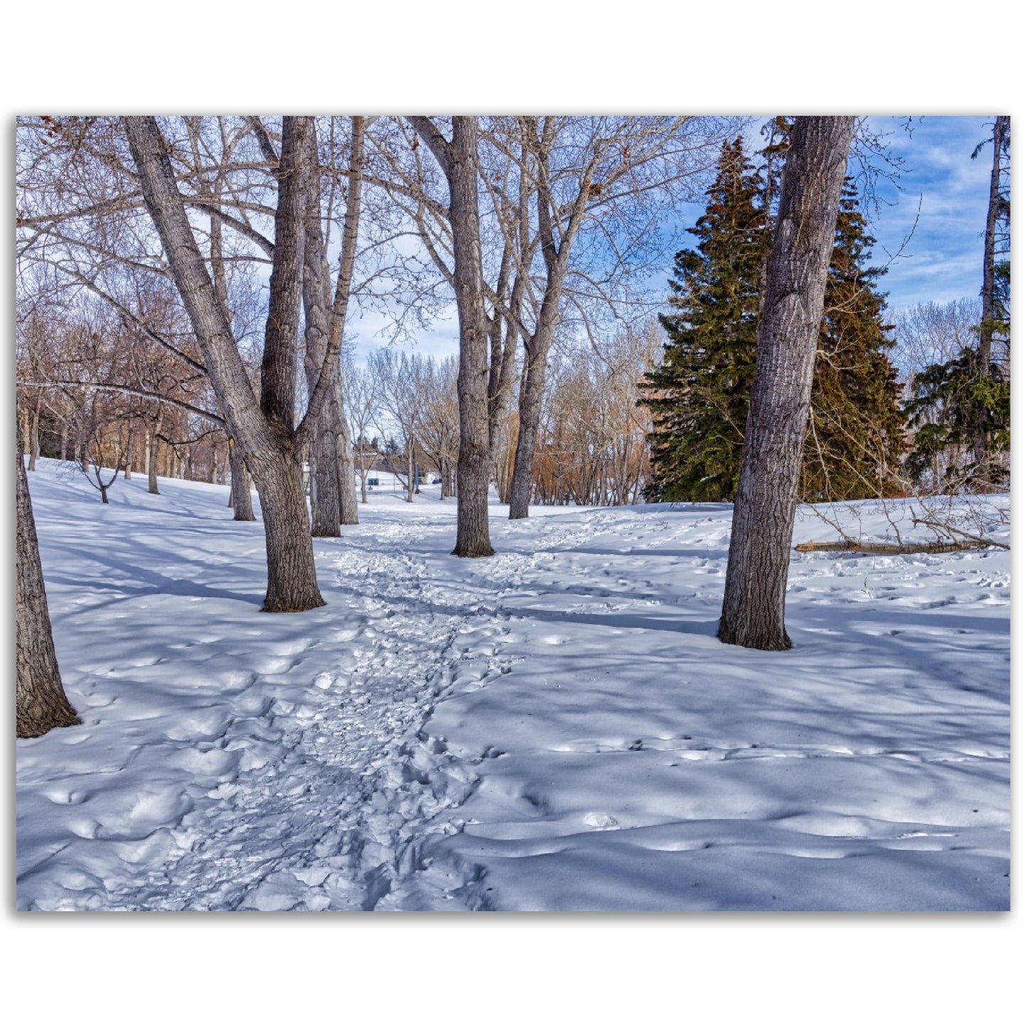 Premium Semi-Glossy Poster Print - Confederation Park Winter HDR