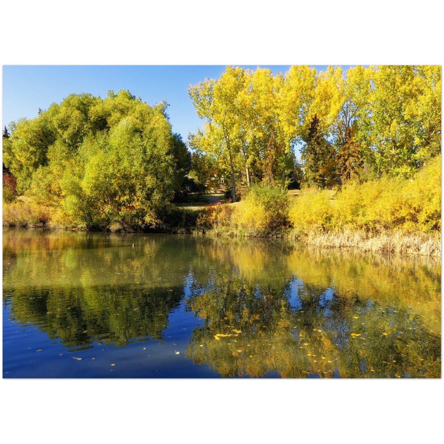 Premium Semi-Glossy Poster Print - Confederation Park Pond Fall