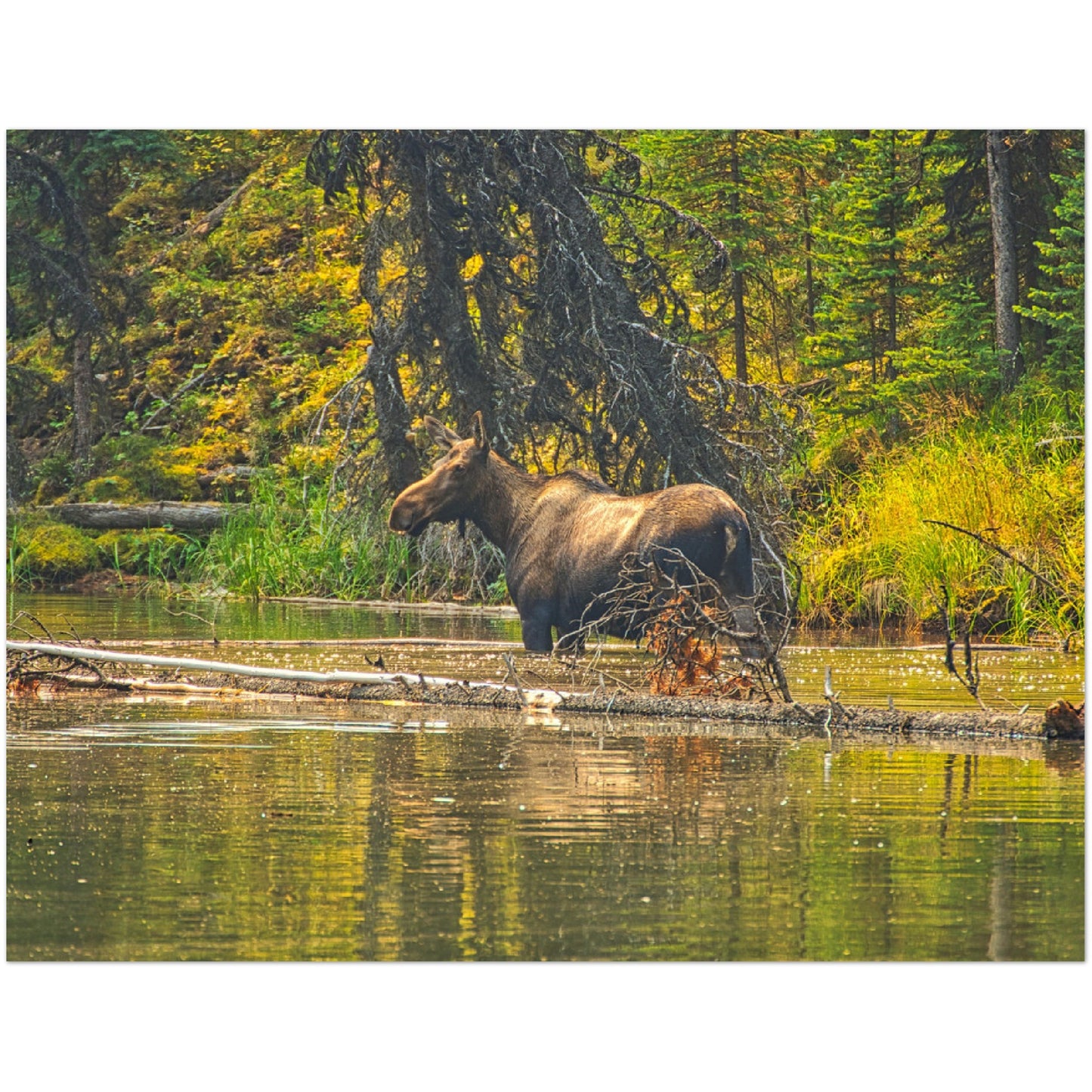 Premium Semi-Glossy Poster Print - Moose Lake Moose