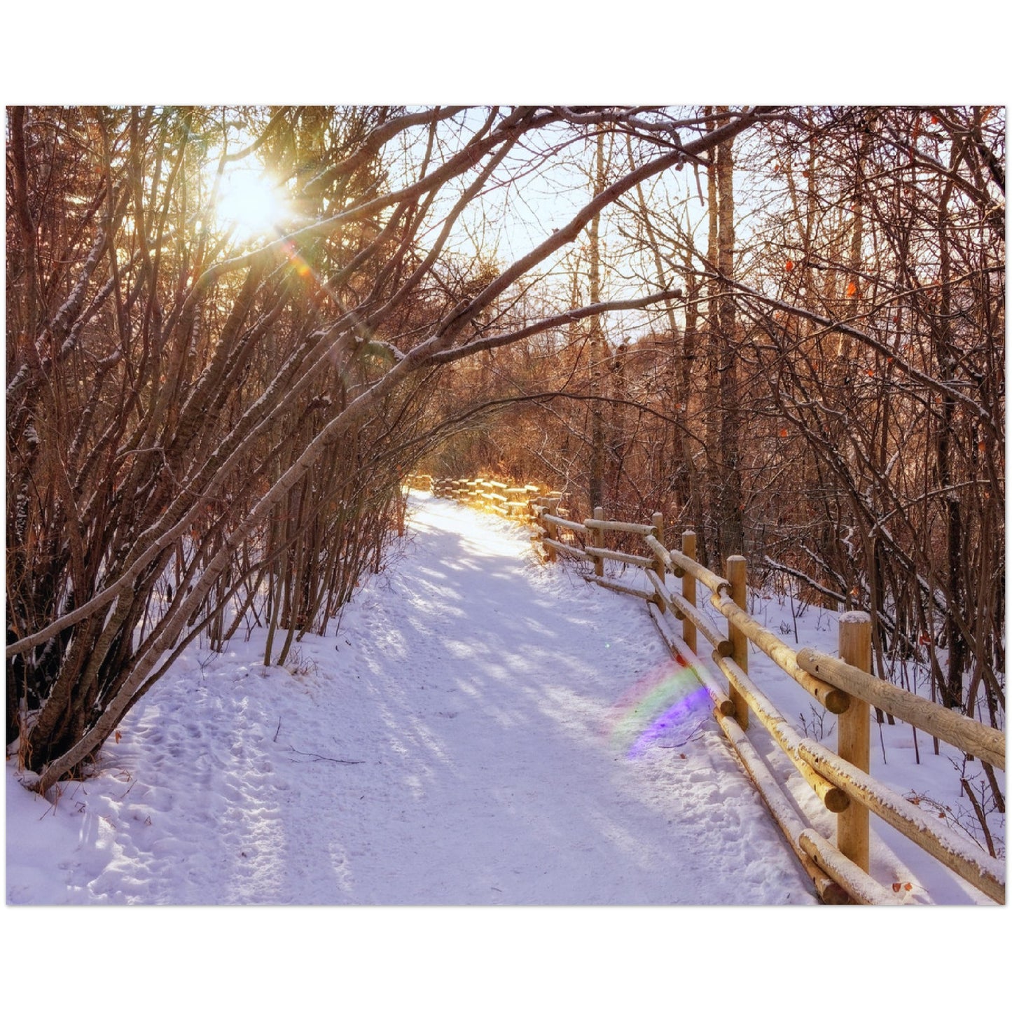 Premium Semi-Glossy Poster Print - Riverdale Park Winter Forest