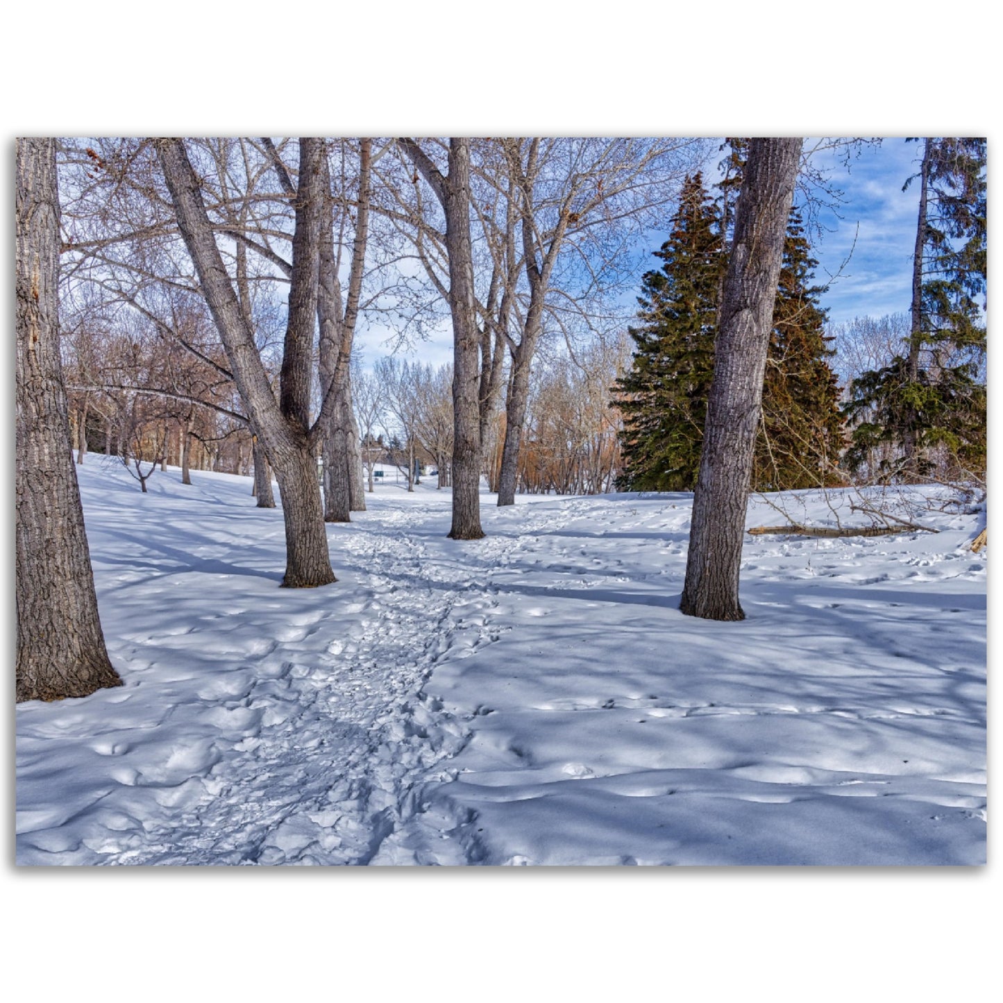 Foam Print - Confederation Park Winter HDR