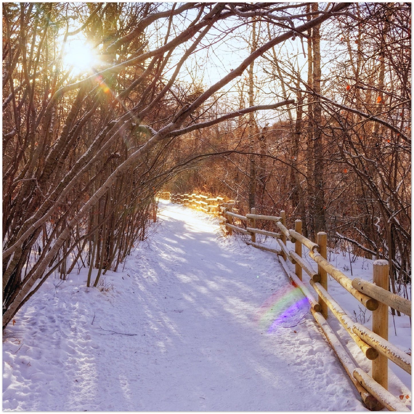 Premium Semi-Glossy Poster Print - Riverdale Park Winter Forest