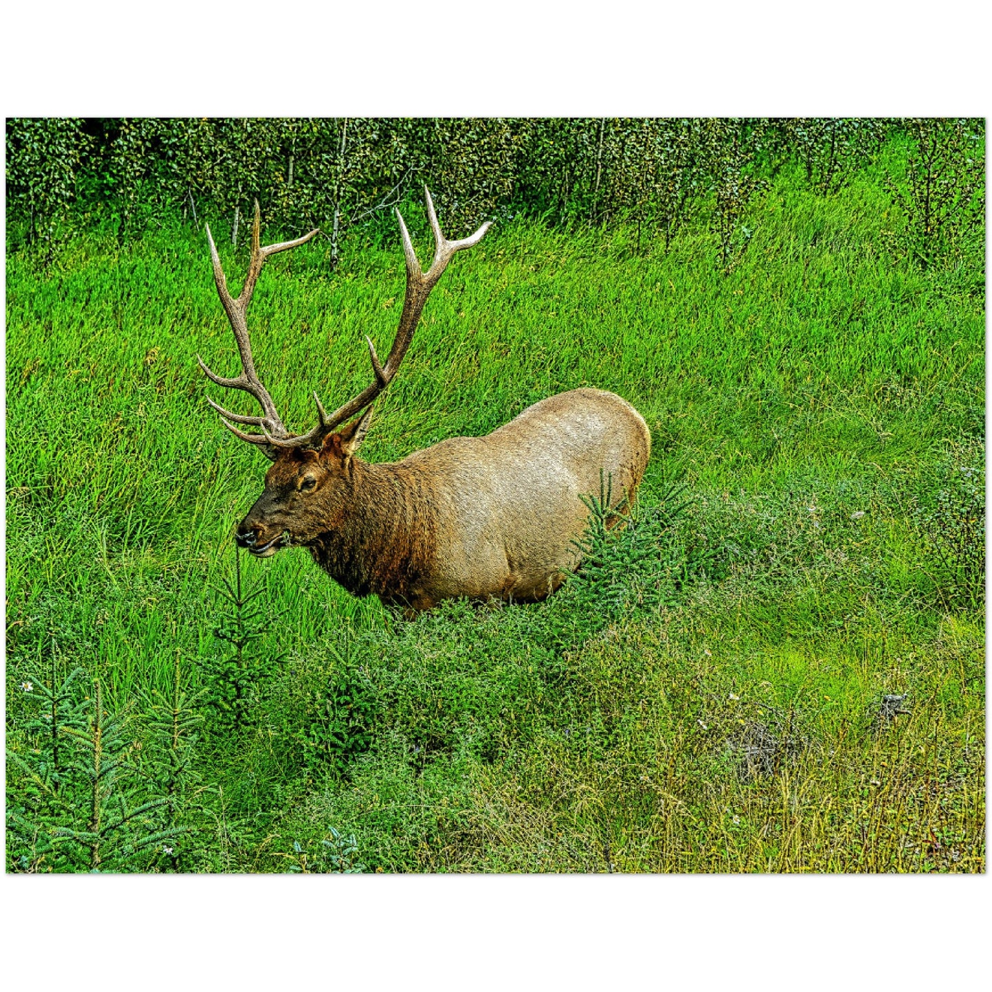 Premium Semi-Glossy Poster Print - Jasper National Park Elk