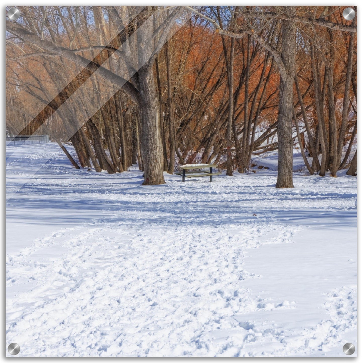 Acrylic Print - Confederation Park Winter