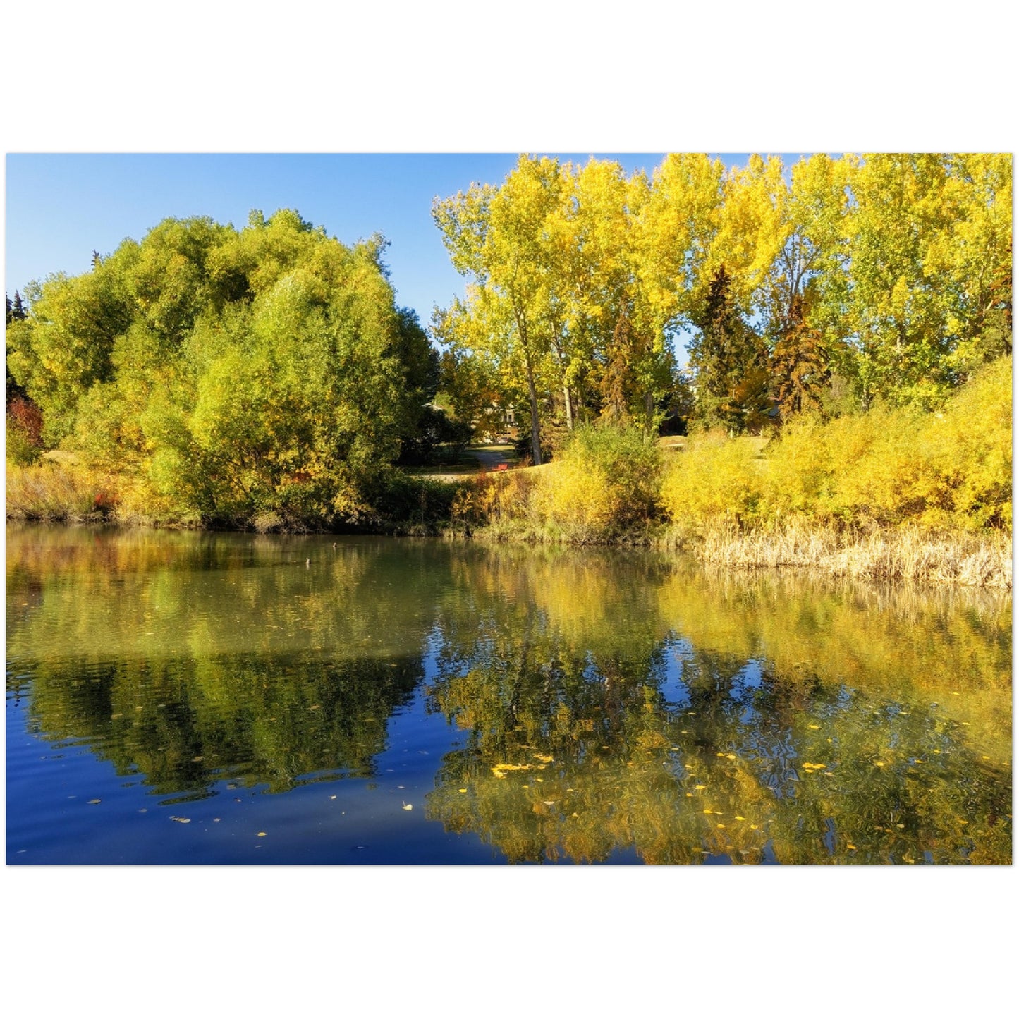 Premium Semi-Glossy Poster Print - Confederation Park Pond Fall