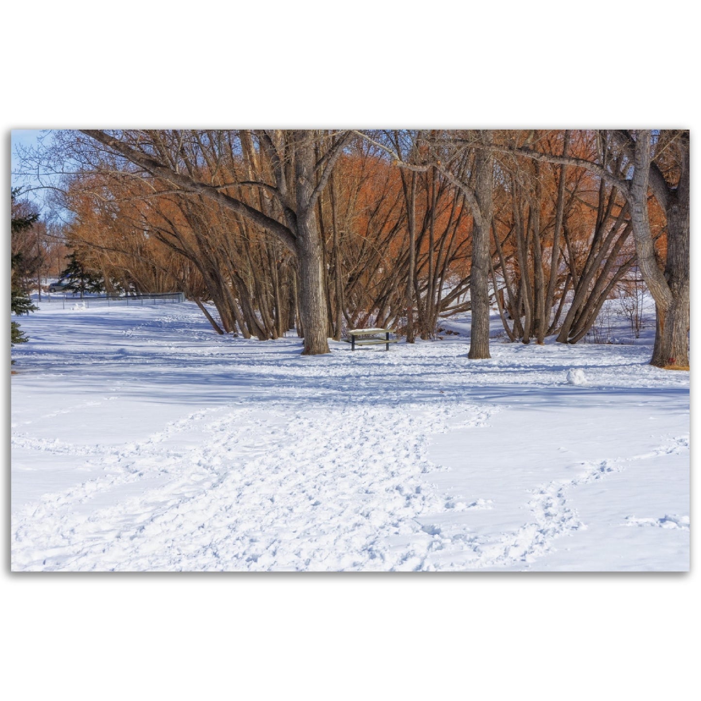 Premium Semi-Glossy Poster Print - Confederation Park Winter