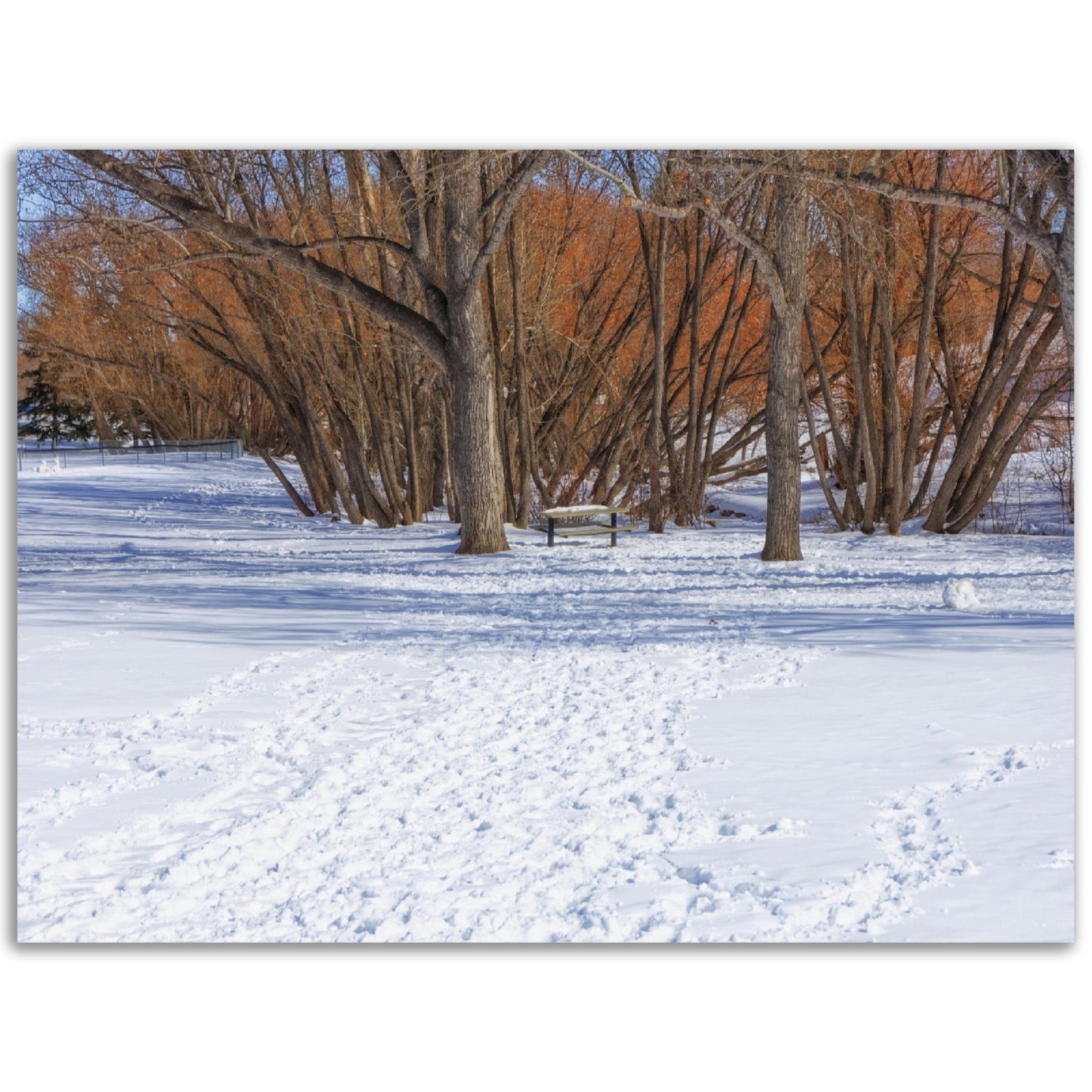 Foam Print - Confederation Park Winter