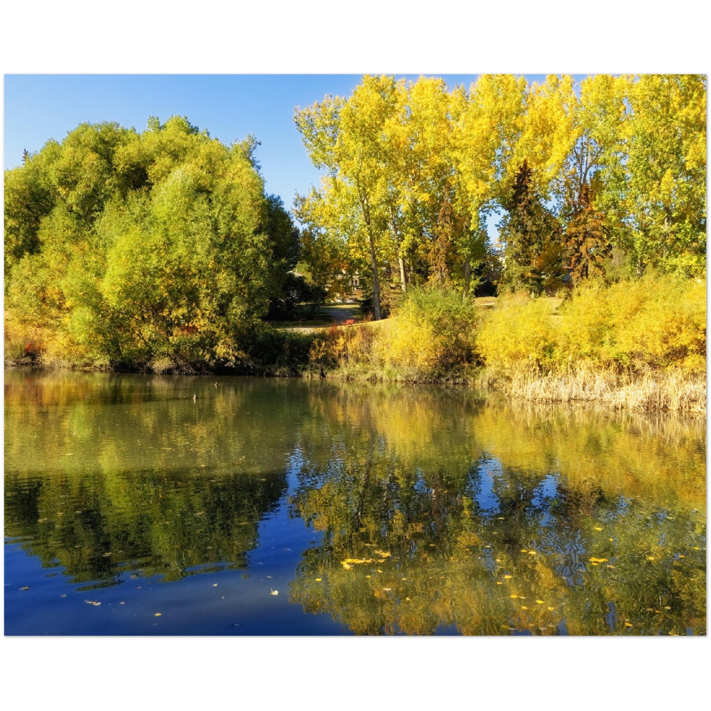 Premium Semi-Glossy Poster Print - Confederation Park Pond Fall