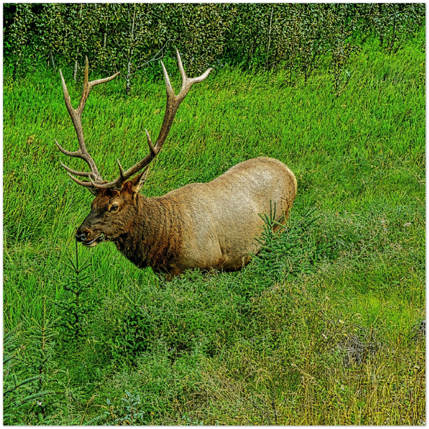 Wood Prints - Jasper National Park Elk