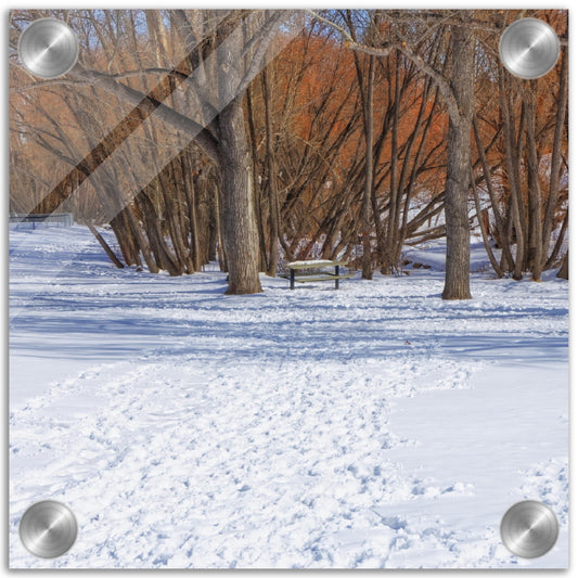 Acrylic Print - Confederation Park Winter