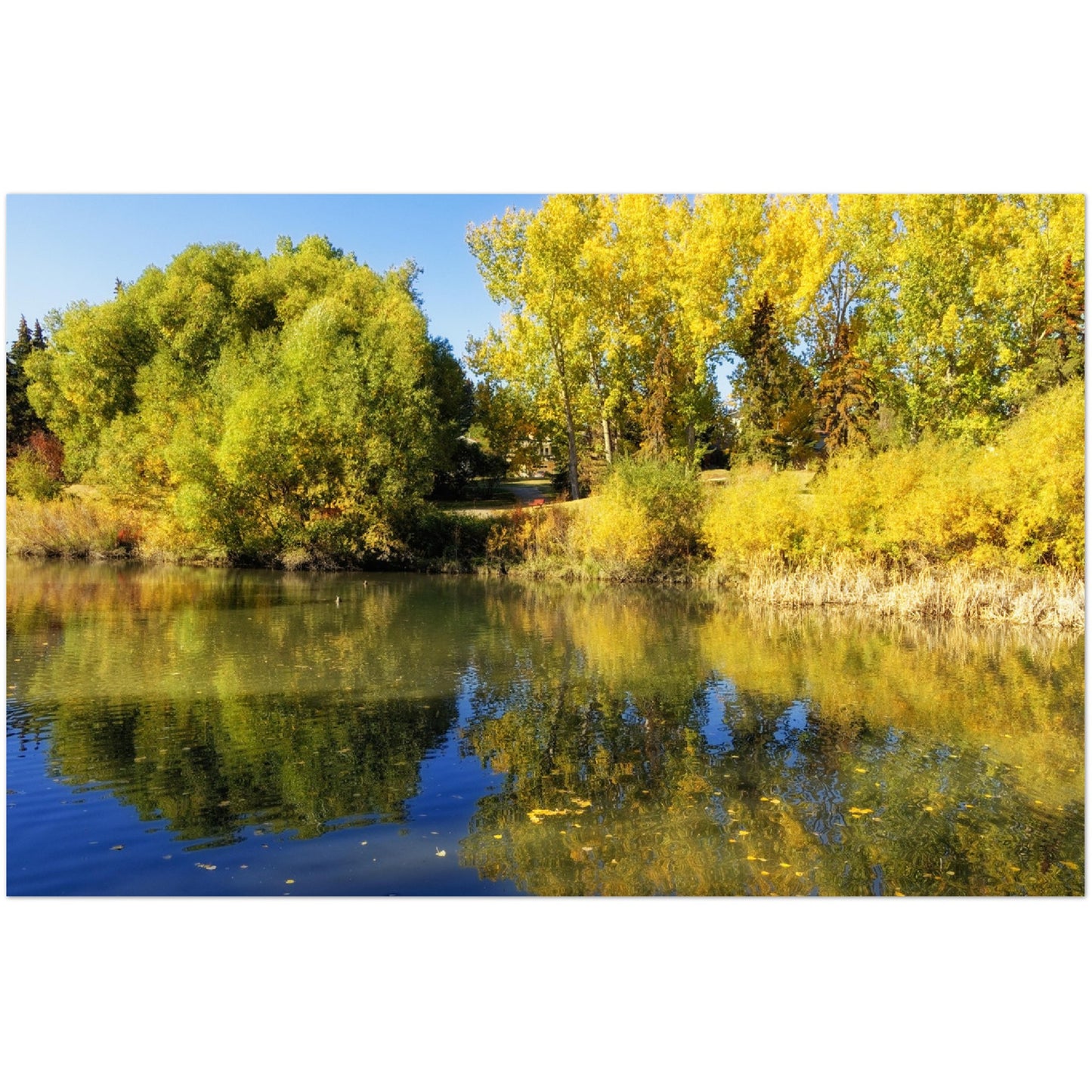 Premium Semi-Glossy Poster Print - Confederation Park Pond Fall