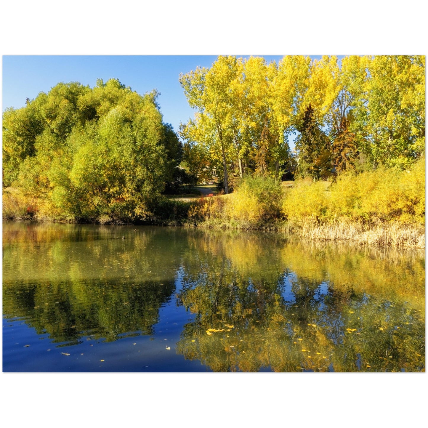 Premium Semi-Glossy Poster Print - Confederation Park Pond Fall