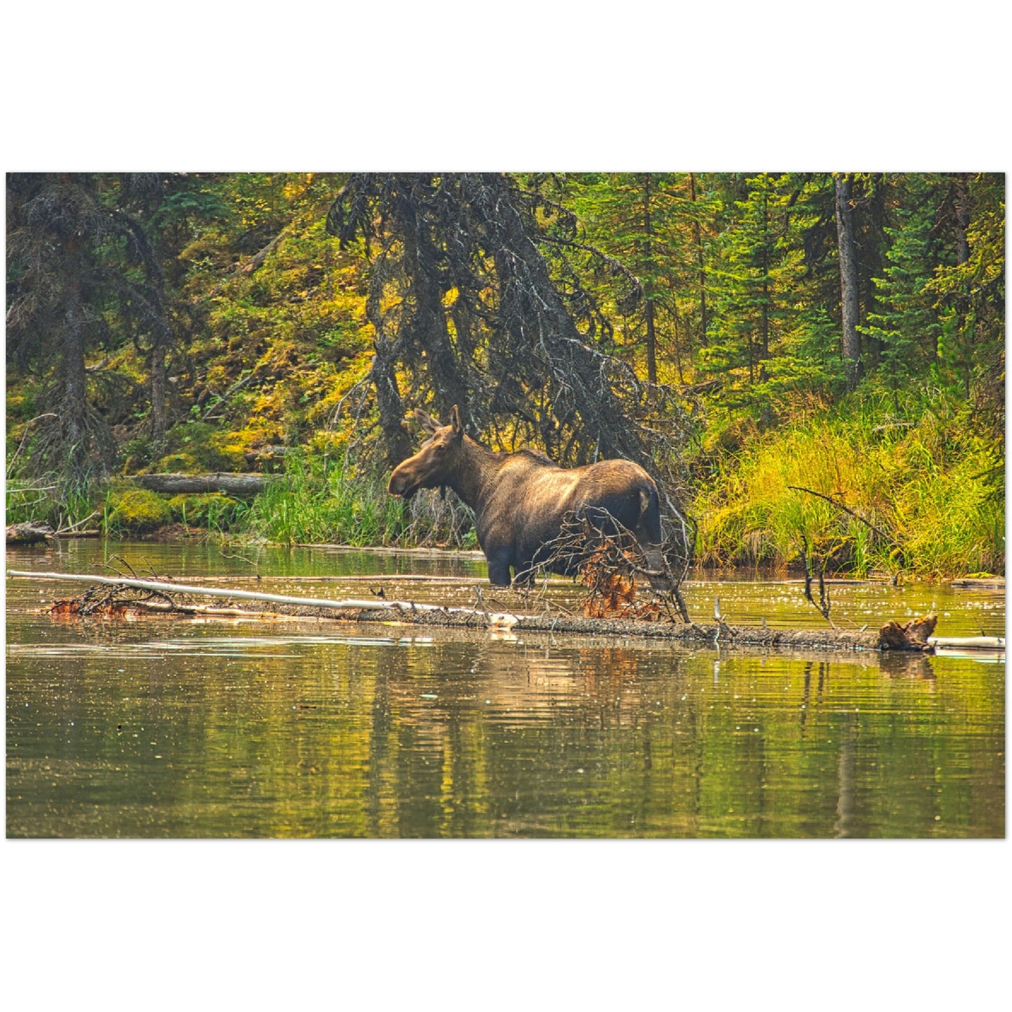 Premium Semi-Glossy Poster Print - Moose Lake Moose