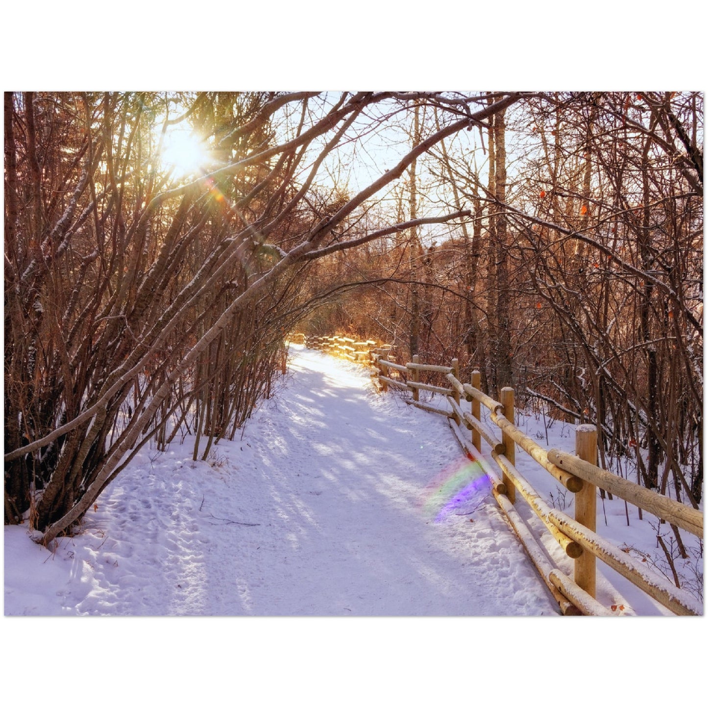 Premium Semi-Glossy Poster Print - Riverdale Park Winter Forest