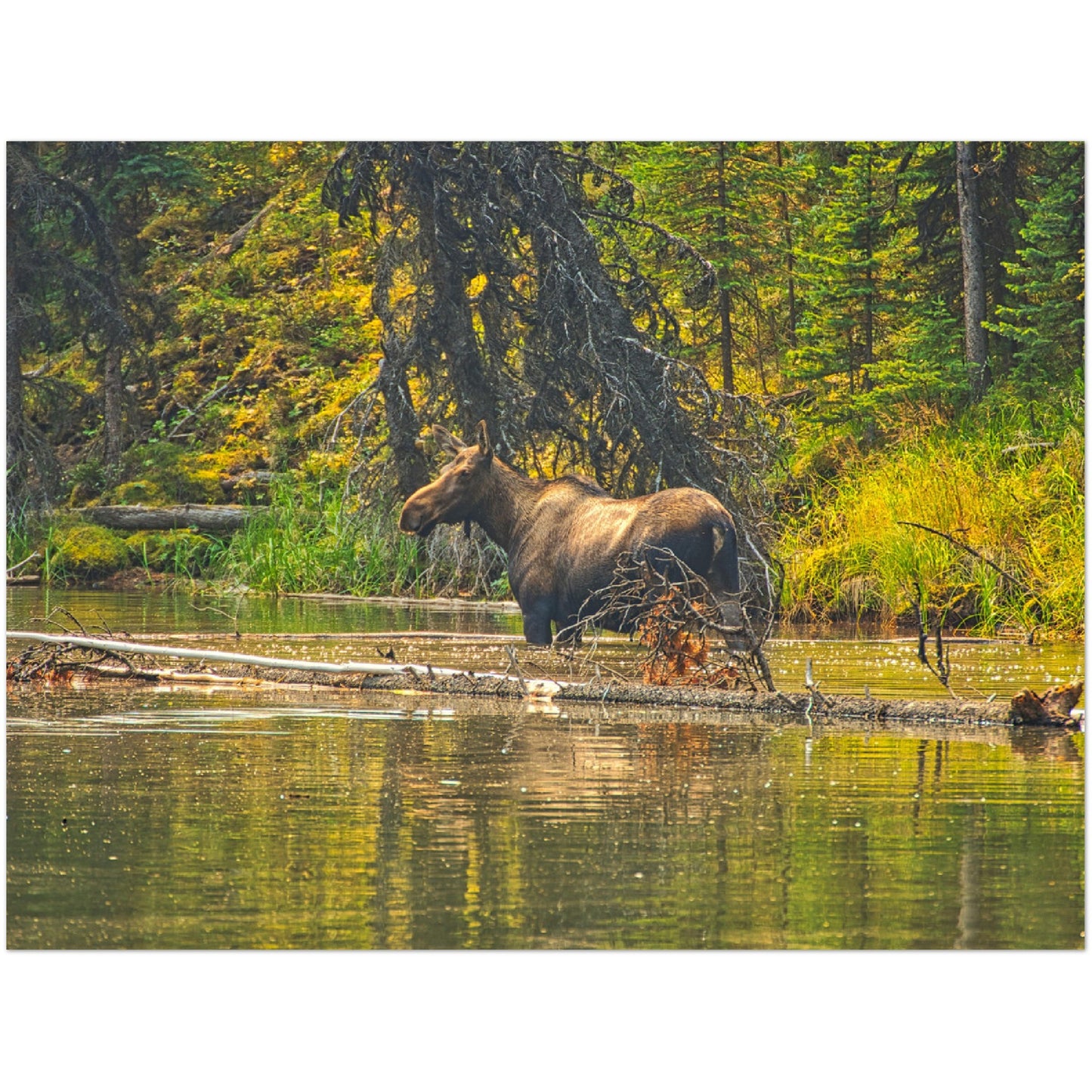 Premium Semi-Glossy Poster Print - Moose Lake Moose