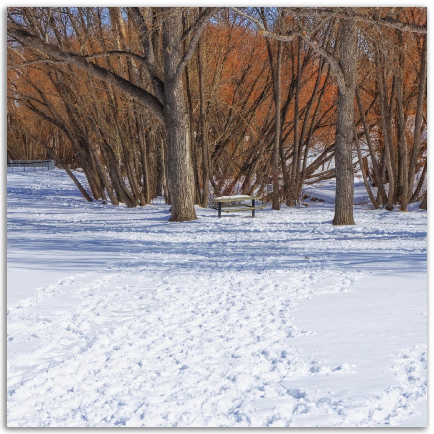 Premium Semi-Glossy Poster Print - Confederation Park Winter