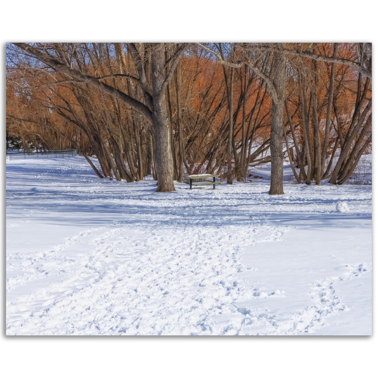 Foam Print - Confederation Park Winter