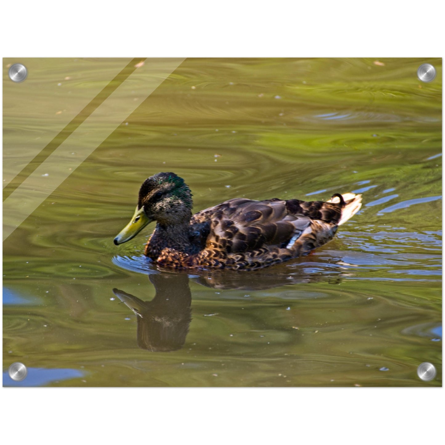 Acrylic Print - Confederation Park Pond Duck