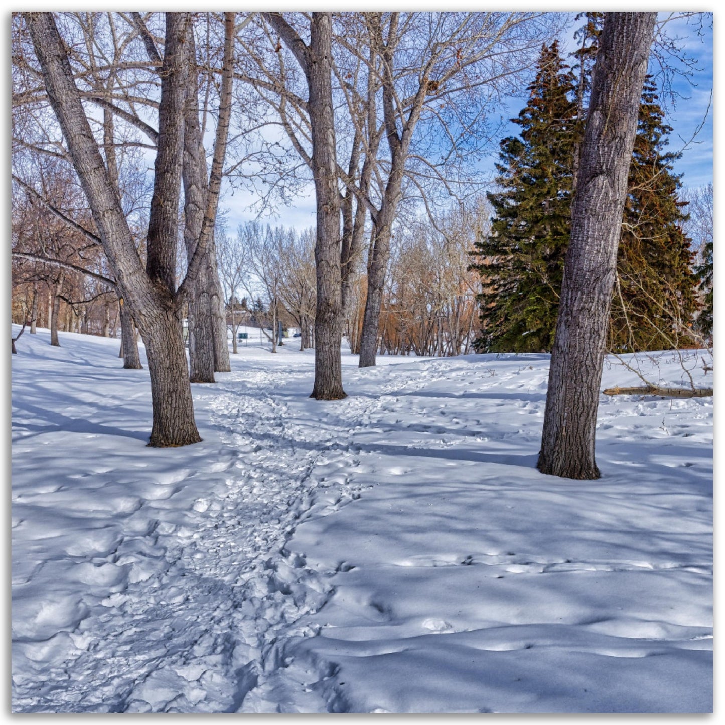 Premium Semi-Glossy Poster Print - Confederation Park Winter HDR