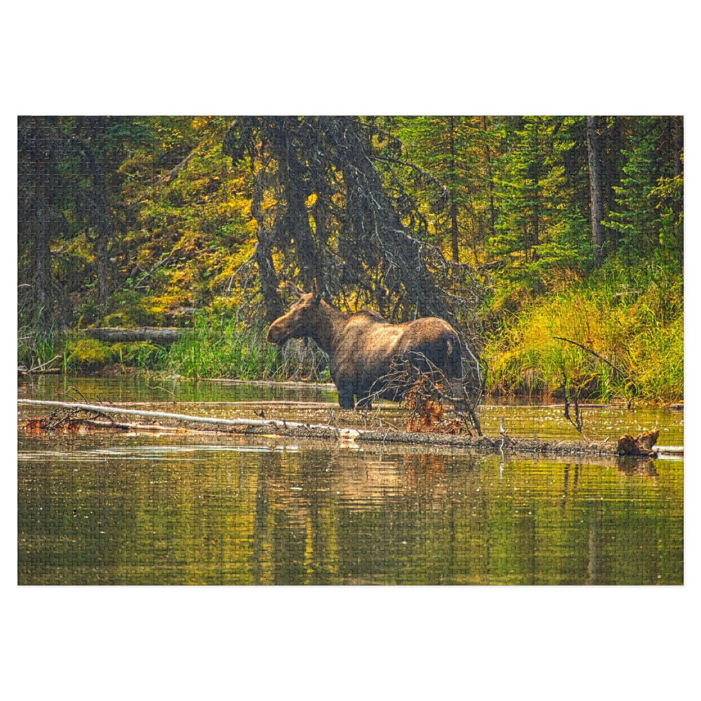 Jigsaw Puzzle (30, 110, 252, 500,1000-Piece) - Moose Lake Moose