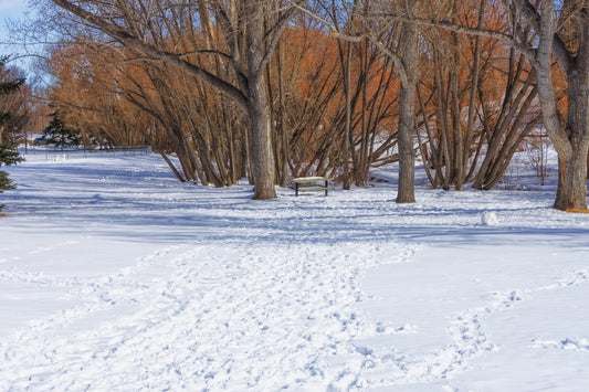 Confederation Park Winter Digital Download