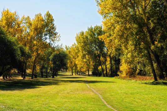 Confederation Park in the Fall 1 Digital Download