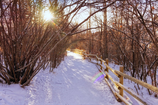 Riverdale Park Forest Winter Digital Download