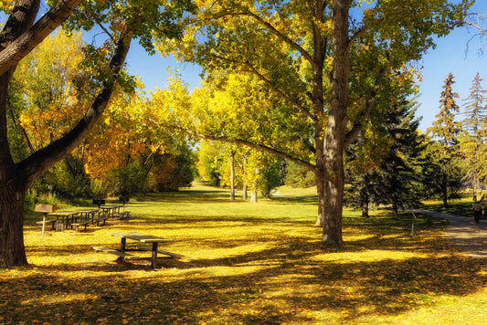 Confederation Park in the Fall 2 Digital Download