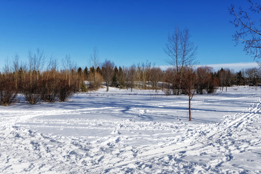 North Glenmore Park Winter Digital Download