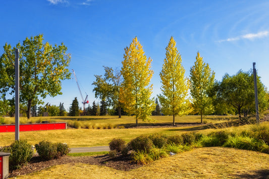Fall Colours Near Fort Calgary Digital Download